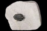 Pseudocryphaeus (Cryphina) Trilobite - Lghaft, morocco #125204-1